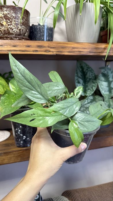 Епіпремнум Себі Блу Піннатум