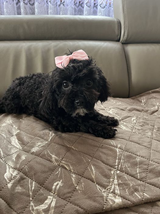 Cudowna suczka cavapoo