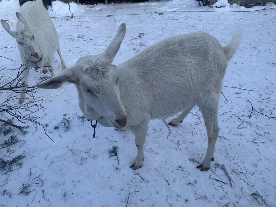 Продам кіз на держання