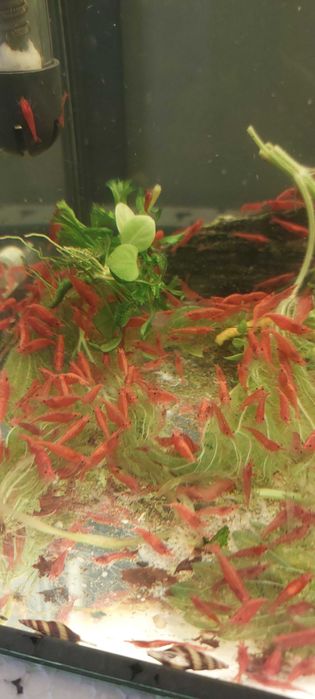 Krewetki RED szukają nowego domku :-) ŁADNE