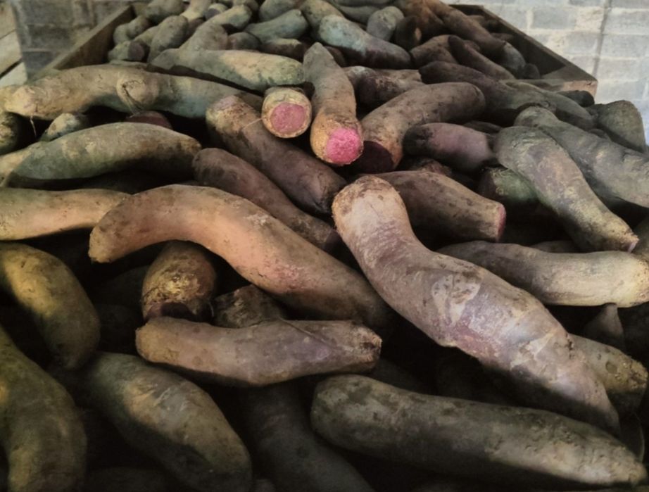 Buraki paszowe dla zwierząt