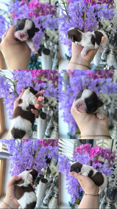 Dziewczyna shih tzu tricolor odbiór pod koniec lipca  legalna hodowla umowa kupna chip wyprawka