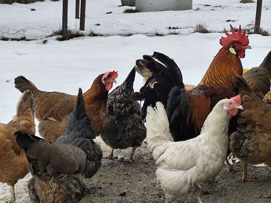 jaja lęgowe mix ras