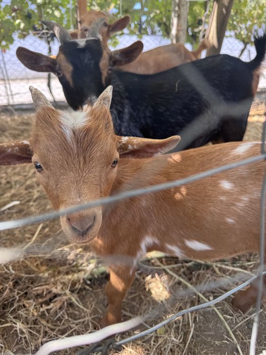 Cabrito com 3 meses para venda