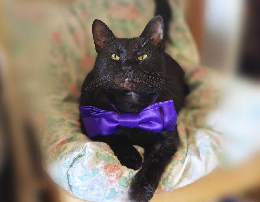 Ласкавий, ніжний котик Матюша чорного окрасу (2 роки). Кастров. Кот