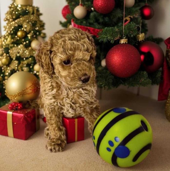 Шикарный мальчик той пудель.