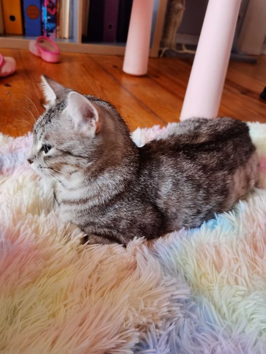 Gatinha para adopção responsável