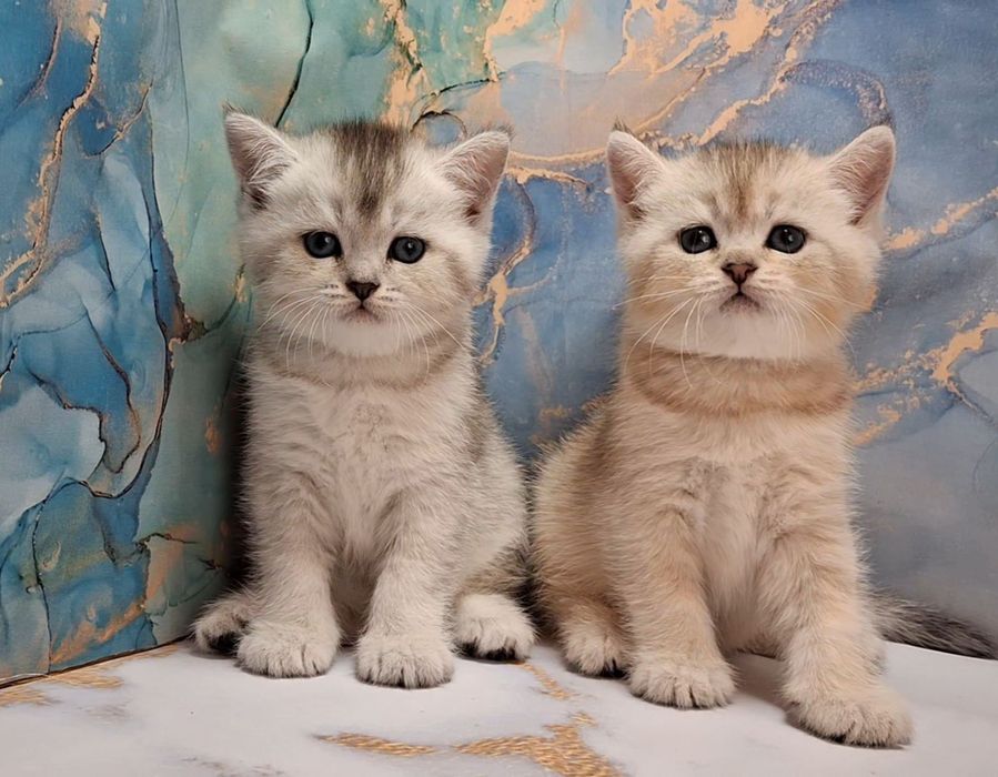 Игривые короткошерстные котята