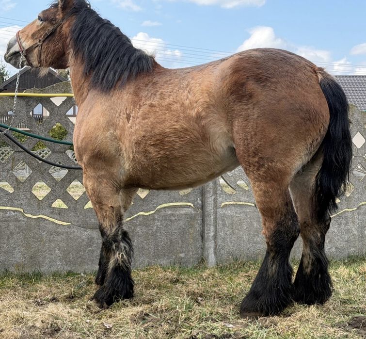 Konie zimnokrwiste , likwidacja stada