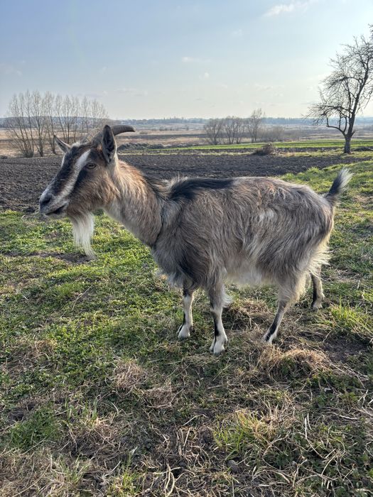 Продається коза дійна