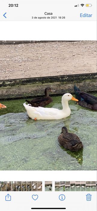 Patos de pequim jovens