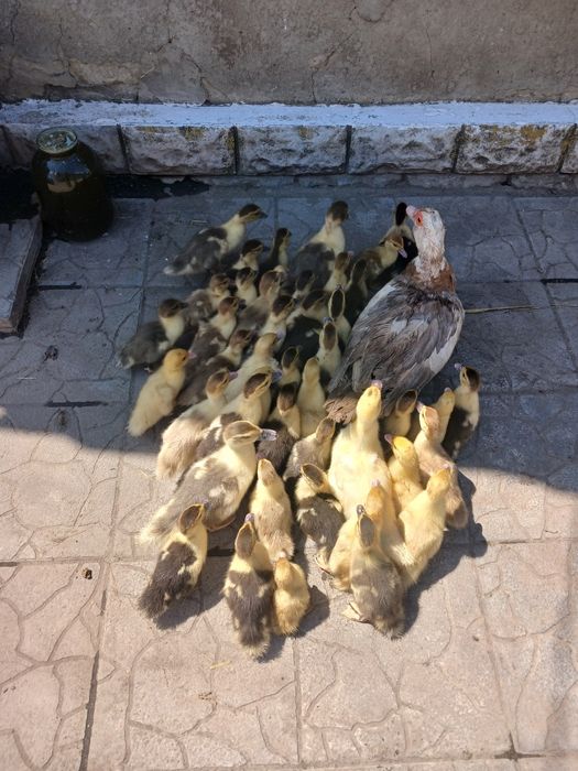 Продам каченят індокачки (шипуни)