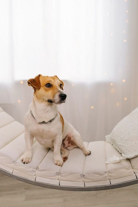 Вʼязка Jack Russell Джек Рассел