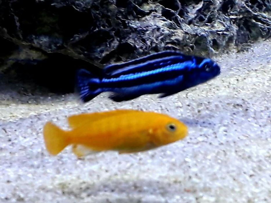 Ryby , rybki , pyszczak , pyszczaki Malawi