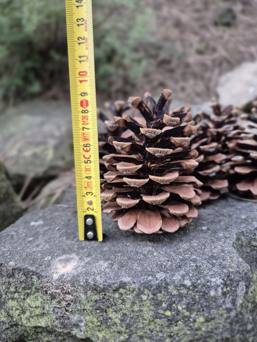 Szyszki sosnowe tegoroczne 6-9cm wysokości