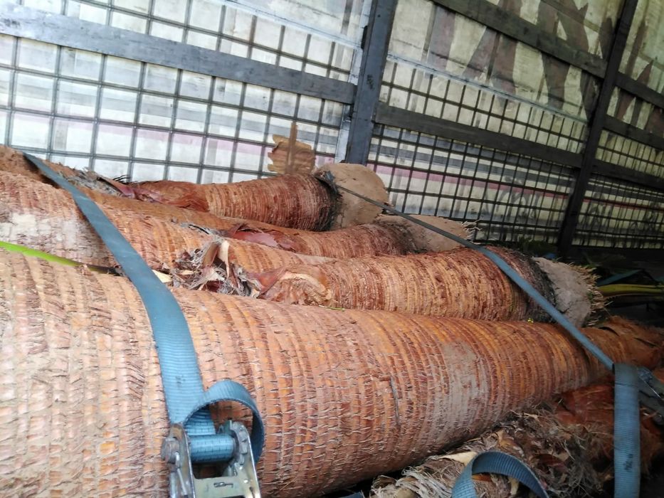 Washingtonia robusta Palmeiras 10 a 12 metros de tronco