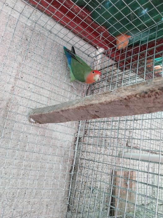Agapornis        Macho