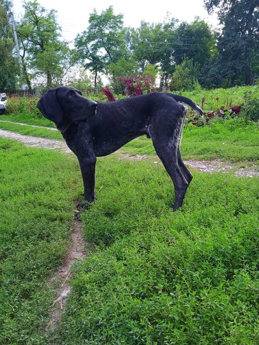 вязка курцхаар   німецька  лягава