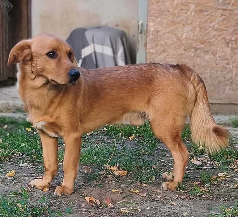 Bary  szuka domku