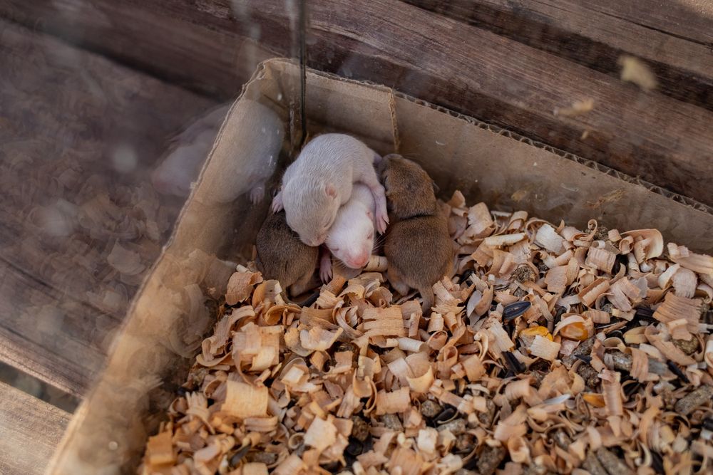 Домашние декоративные мыши, мышки