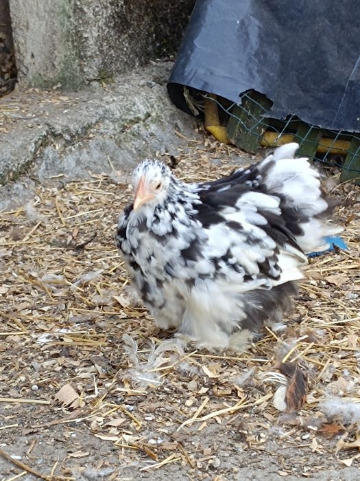 Fêmea Pekin white mottled