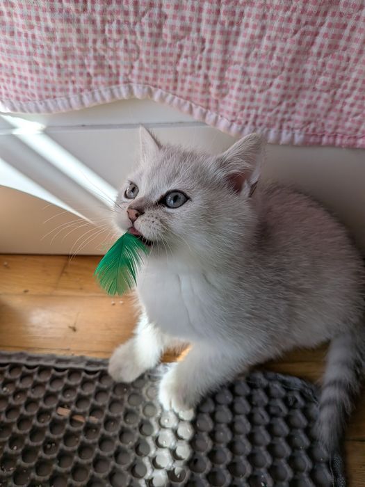 Gatinho Scotiish Straight