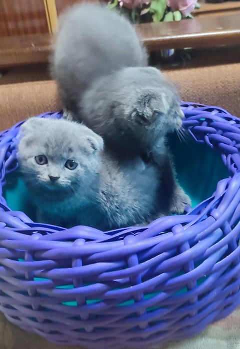 Британці короткощерстні