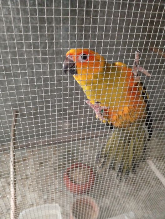 Aratingas Sol - Fêmea 26