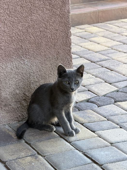 Котик в добрі руки