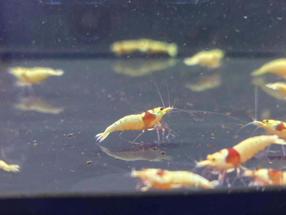 Krewetka caridina Pure red line (PRL)