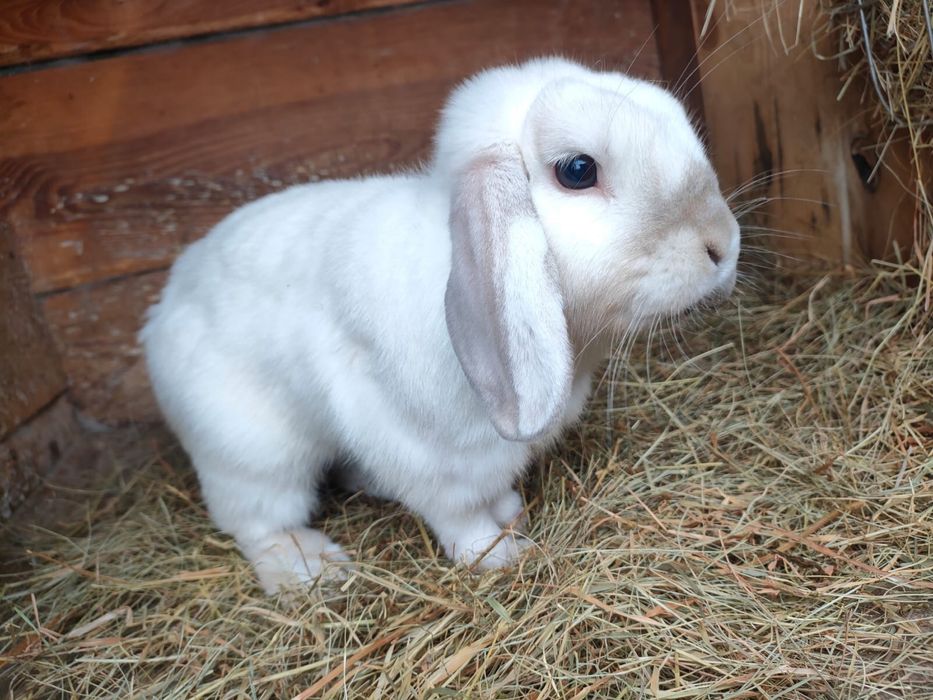 Samczyk Mini Lop