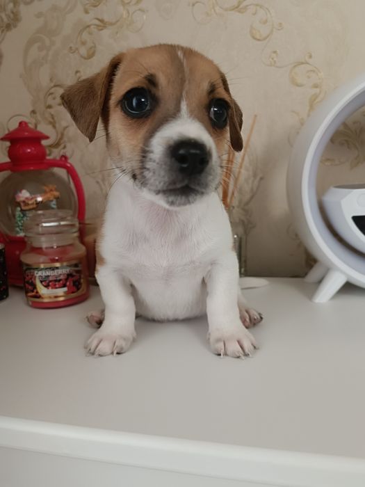 Самые коротколапые Джеки