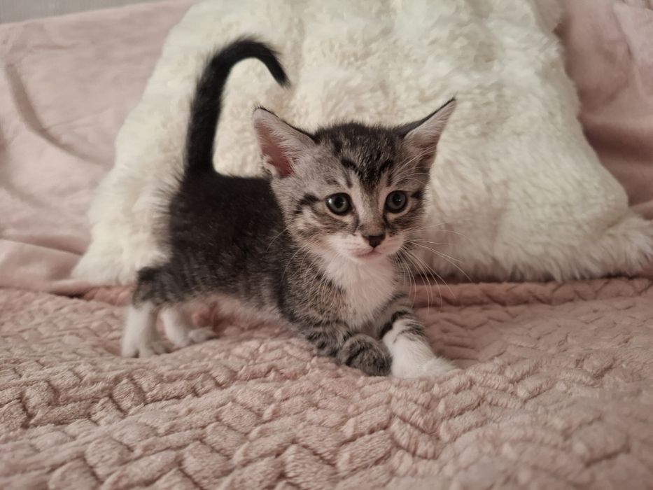 Кошенята в люблячі руки