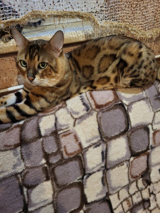 Бенгальский кот вязка.