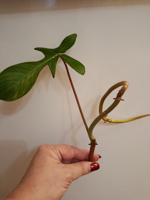 Magic Mack variegated