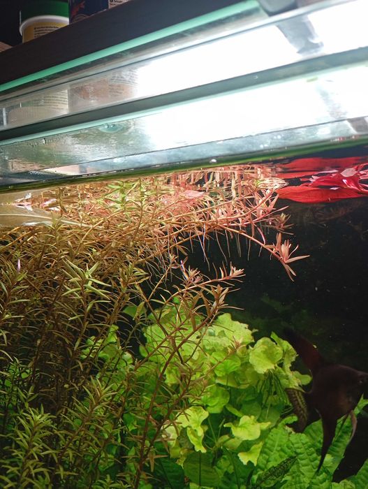 Plantas Aquario Pack