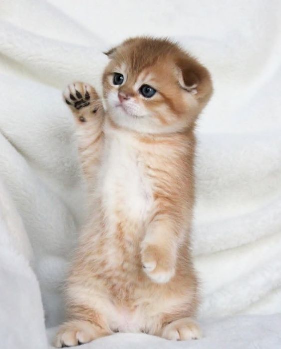 Хлопчик золота шиншила скоттіш фолд