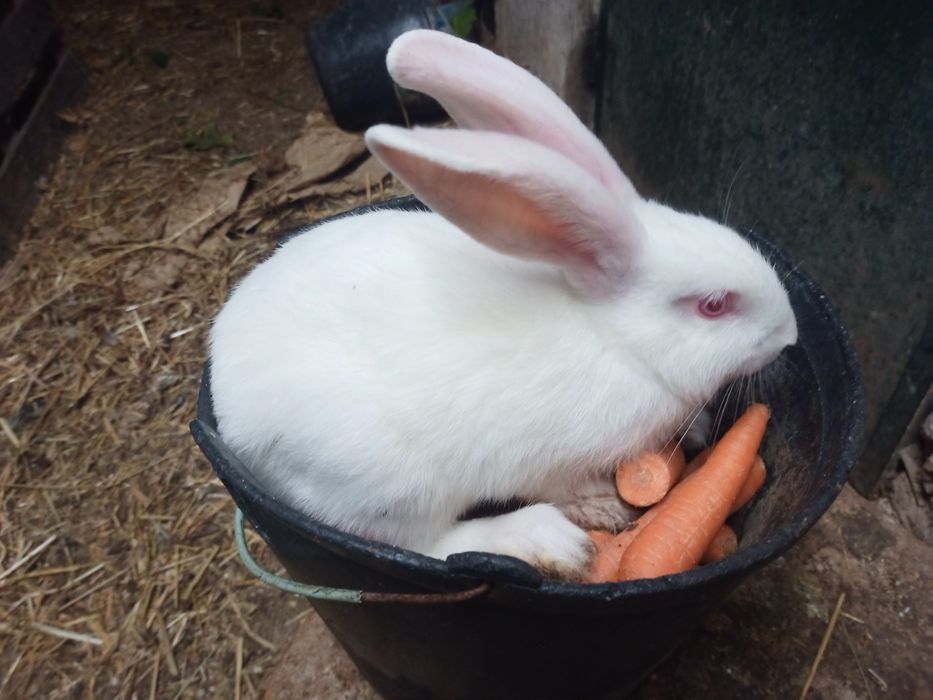 Animais da Quinta
