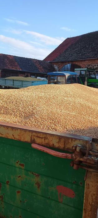 Pszenica i mieszanka zbożowa 2025