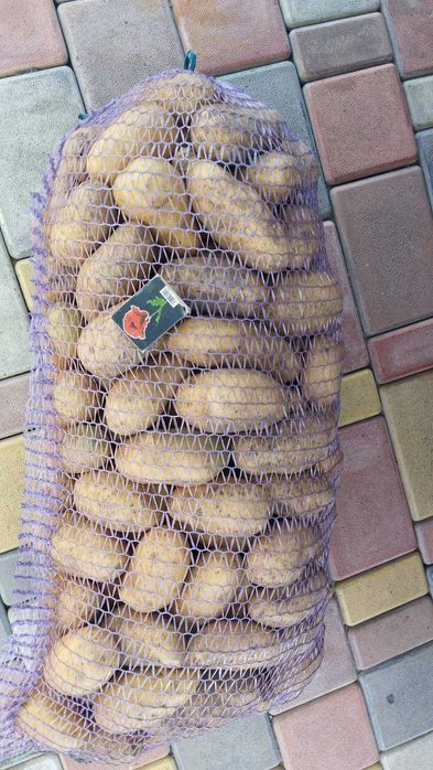 Продам КАРТОПЛЮ  "Гранада" Черкаська область Золотоніський р-н