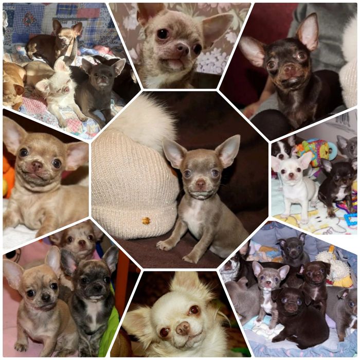 Чихуахуа вязка.За щенка либо по договору