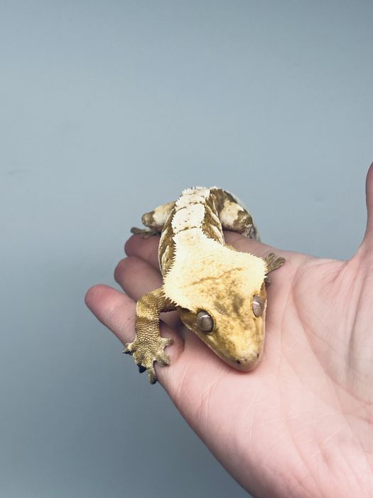 Gekon orzęsiony samiec creamsicle