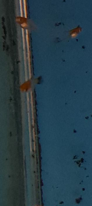 Mieczyki koi wagtail rzadkość 10 szt