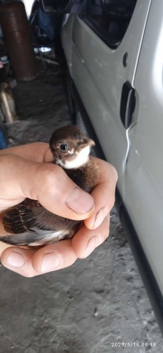 Продам фазанів цього року