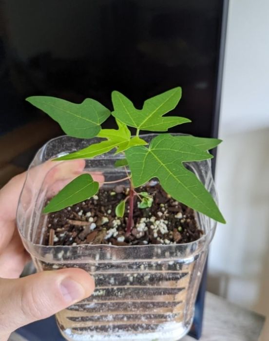 Papaja sadzonki roślin tropikalnych, egzotycznych