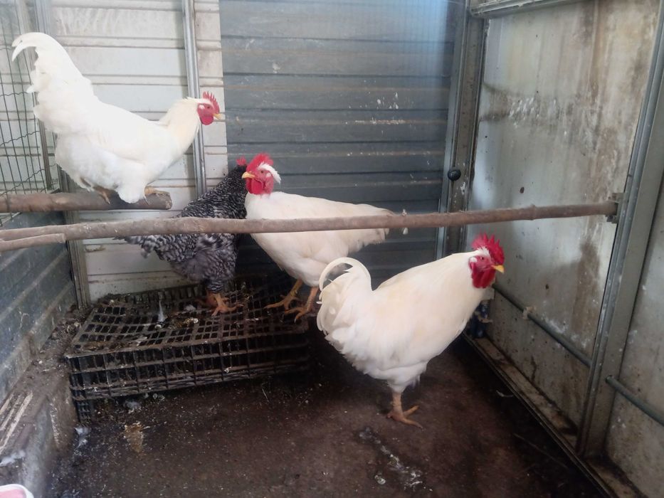 Frangos pedrês portuguesa e branca portuguesa