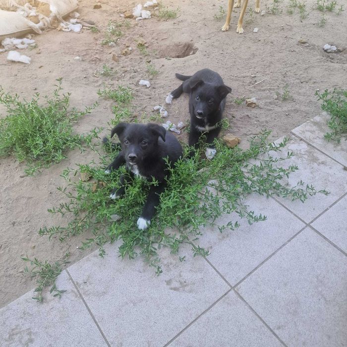 Szczeniaczki do adopcji