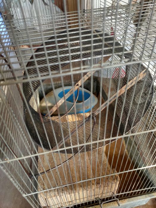 большая клетка для шиншил