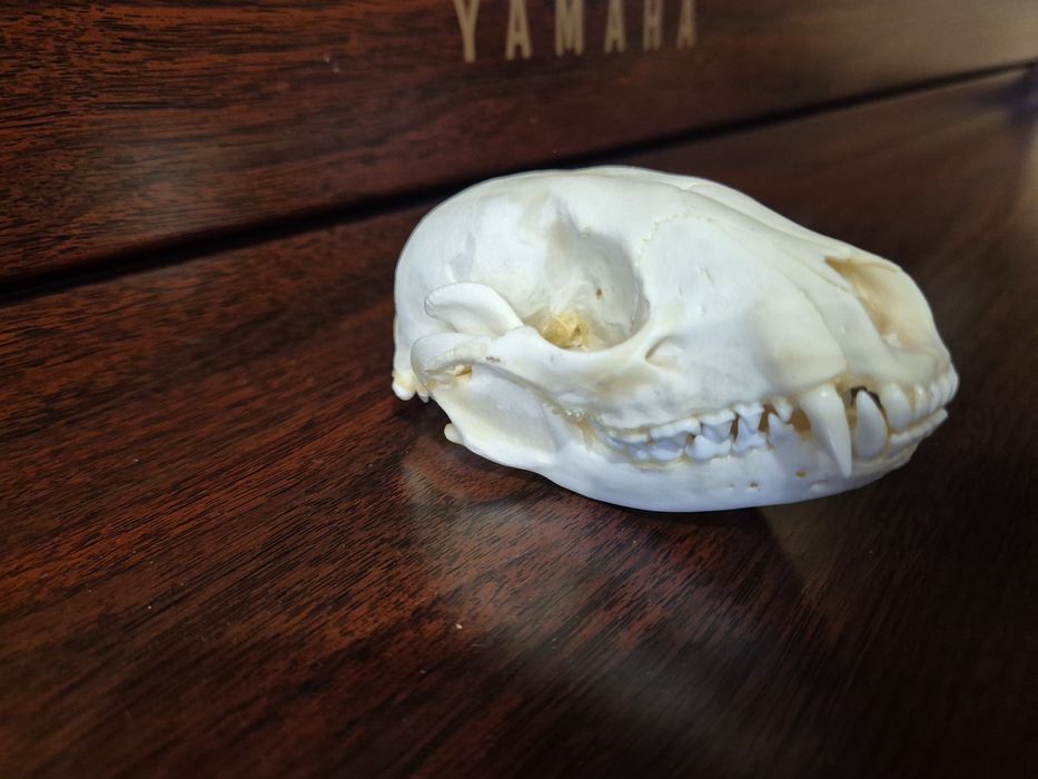 Czaszka szop pracz racoon skull  nie borsuk lis kuna czacha terrarium