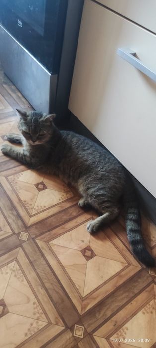 Кошенята,  метиси шотландської породи